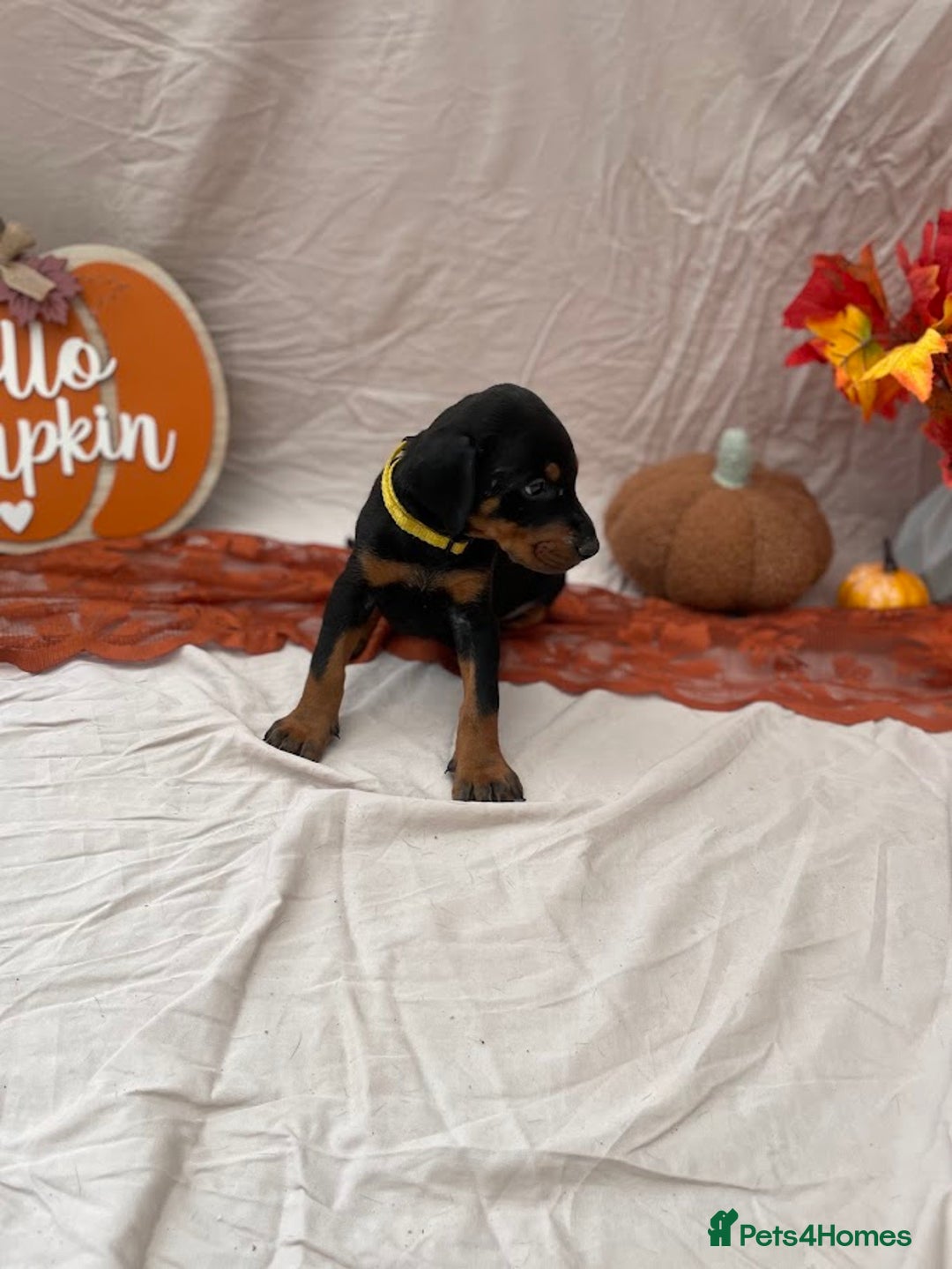 Dobermann dogs for sale: KC Reg European Doberman Pups Exceptional Line - Image 9