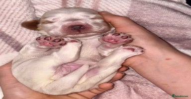 Cocker Spaniel dogs - Advert 4