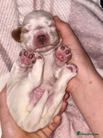 Cocker Spaniel dogs - Advert 14