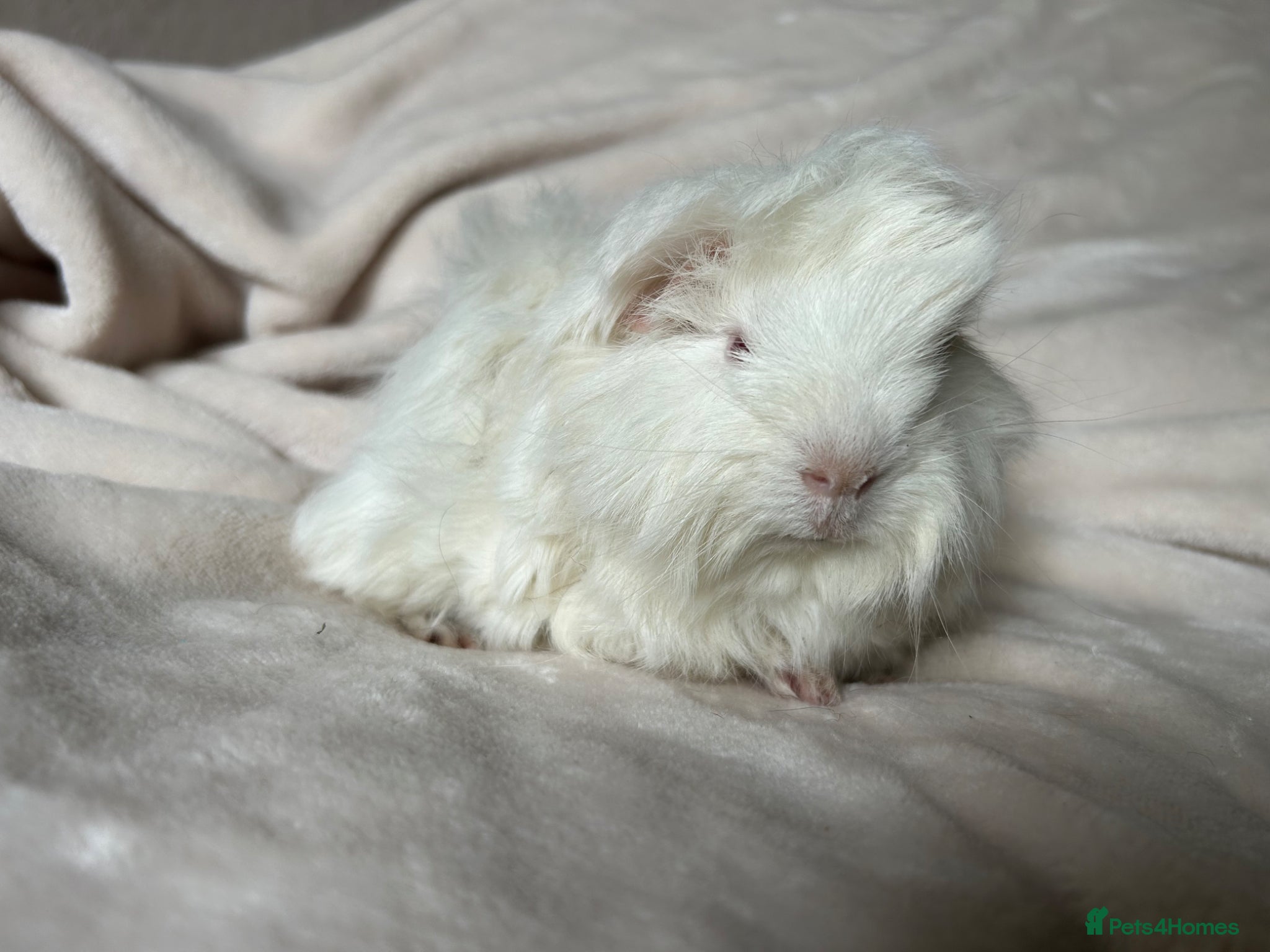 Guinea Pig rodents for sale: Baby Guinea pigs  - Advert 12
