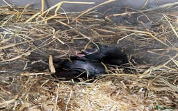 Vienna rabbits for sale: baby bunnies ready early sep - Image 5