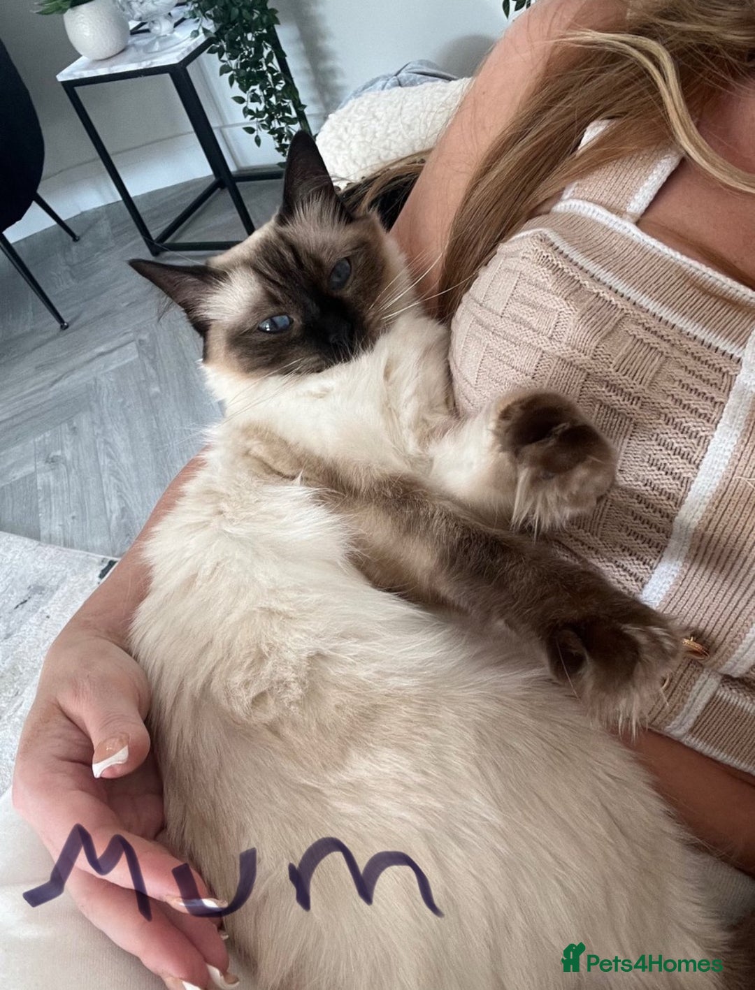 Ragdoll cats for sale: Ragdoll kittens ready in December - Advert 8