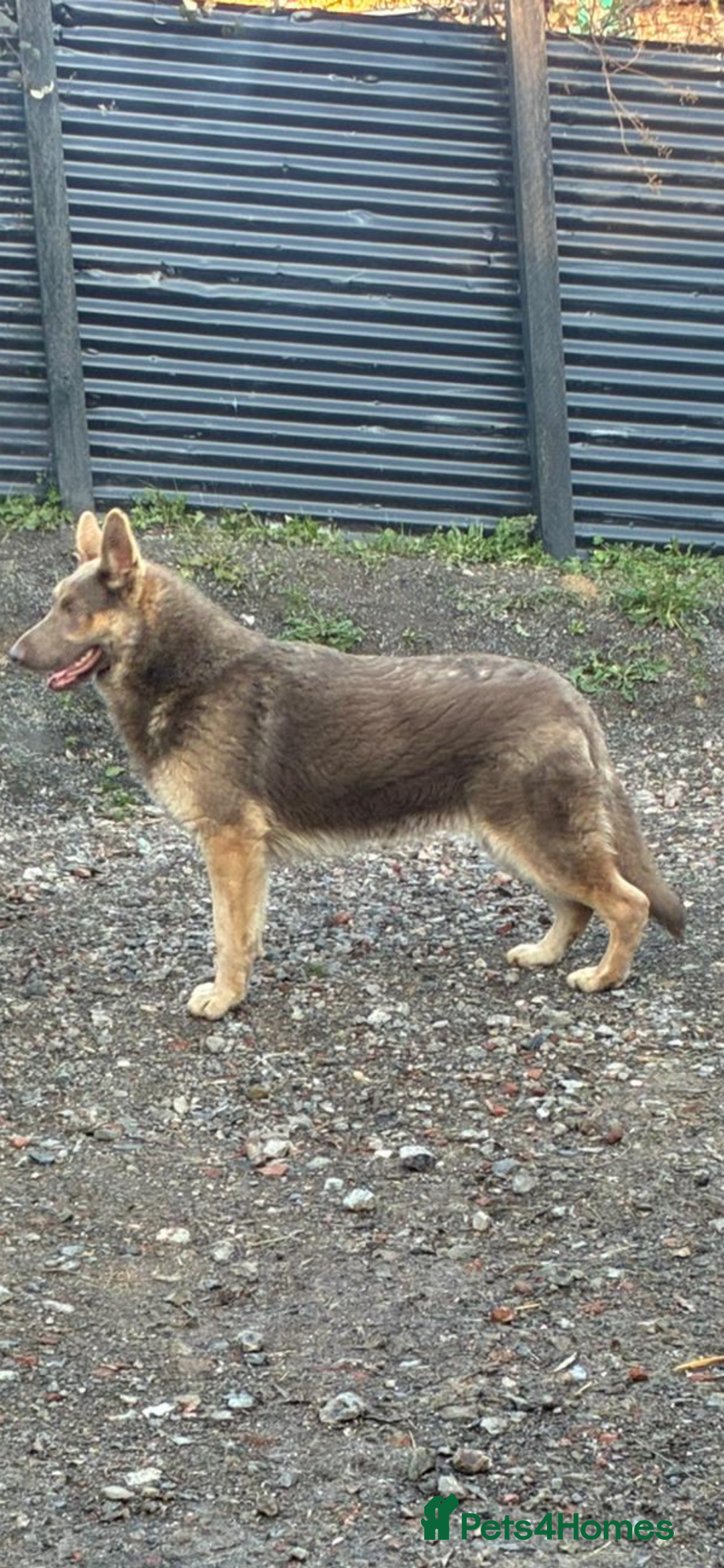 German Shepherd dogs for sale: Beautiful litter of coloured German shepherds!  - Advert 16