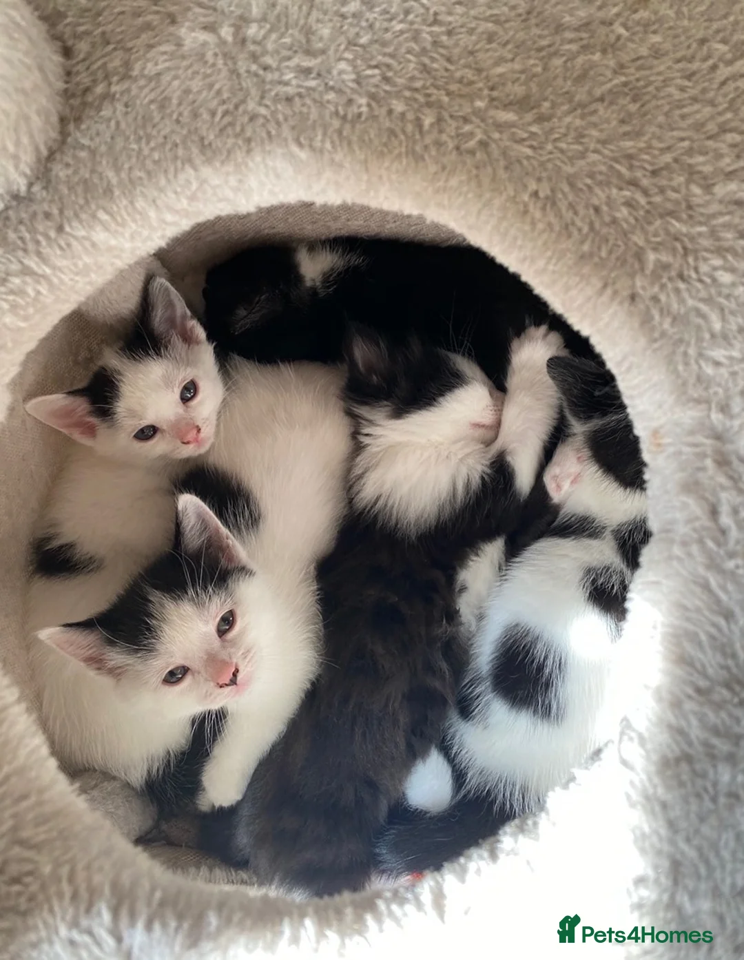 Mixed Breed cats for sale: Tuxedo kittens  - Advert 1