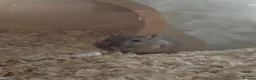 Gerbil rodents for sale: Bandit & gizmo in Rotherham - Advert 3
