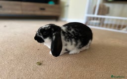 French Lop rabbits for sale: Bonded House Rabbit Pair Seeking Loving Home - Image 5