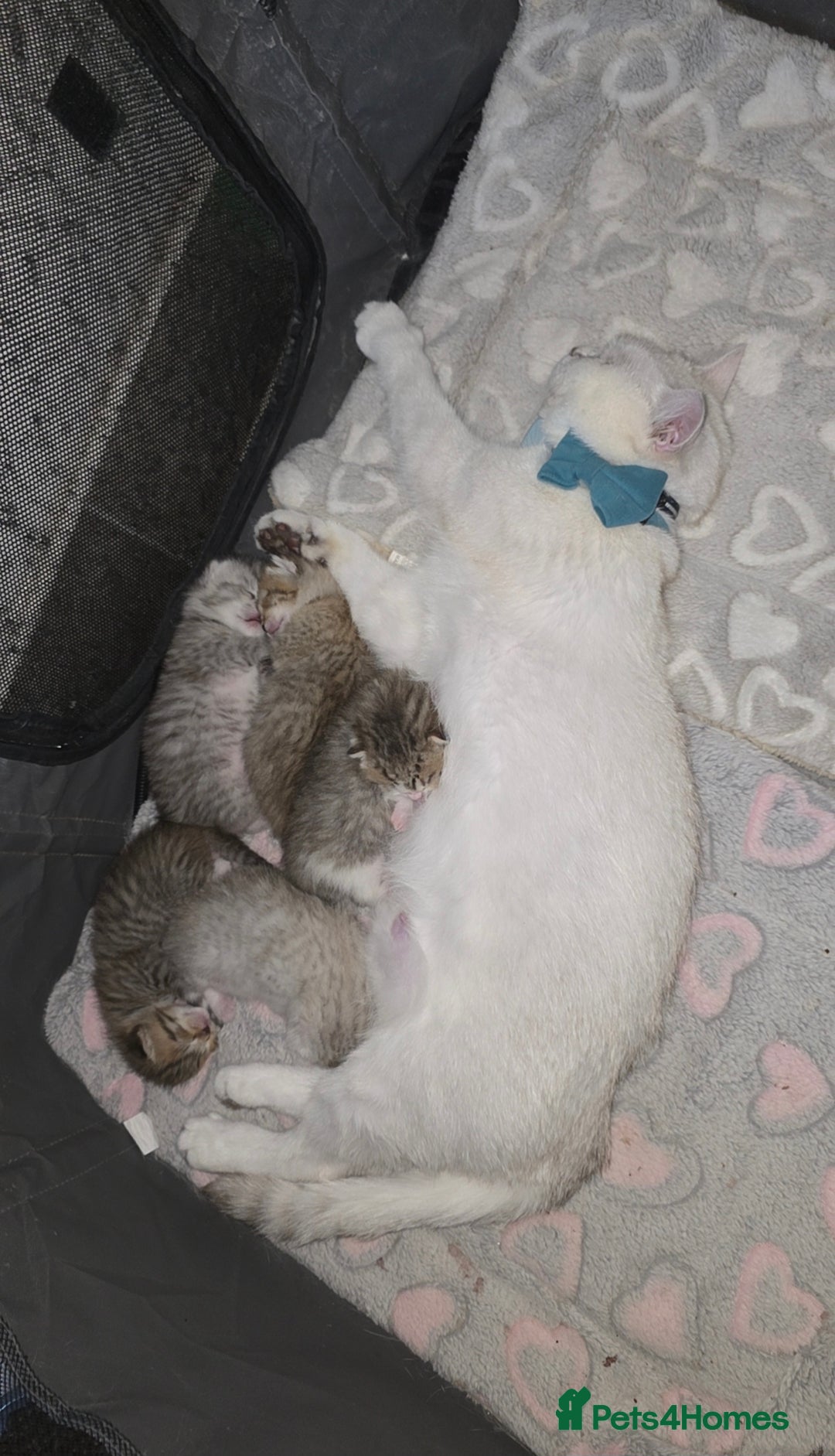British Shorthair cats for sale: 3 YRS OLD Blue golden bsh TICA reg  - Image 5