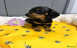 Miniature Dachshund dogs for sale: Min dachshund looking for their forever 🏡 - Image 5