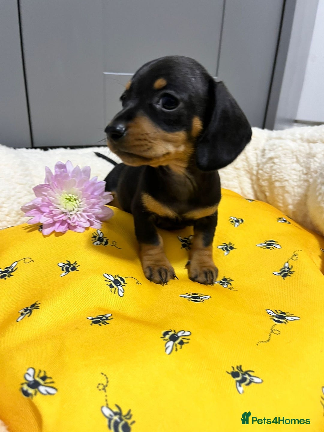 Miniature Dachshund dogs for sale: Min dachshund looking for their forever 🏡 - Image 5
