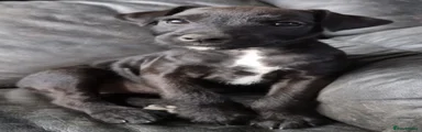 Mixed Breed 4
