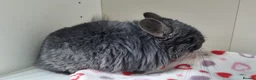Chinchilla rodents for sale: Ebony angora male chinchillas - Advert 2