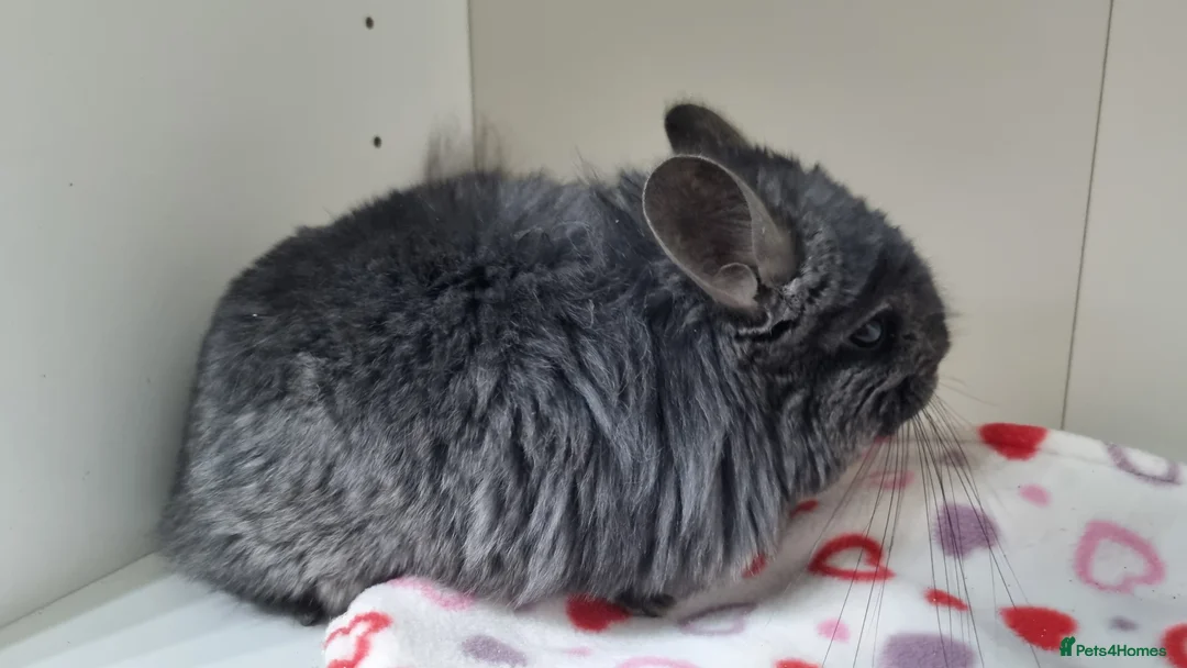 Chinchilla rodents for sale: Ebony angora male chinchillas - Advert 2