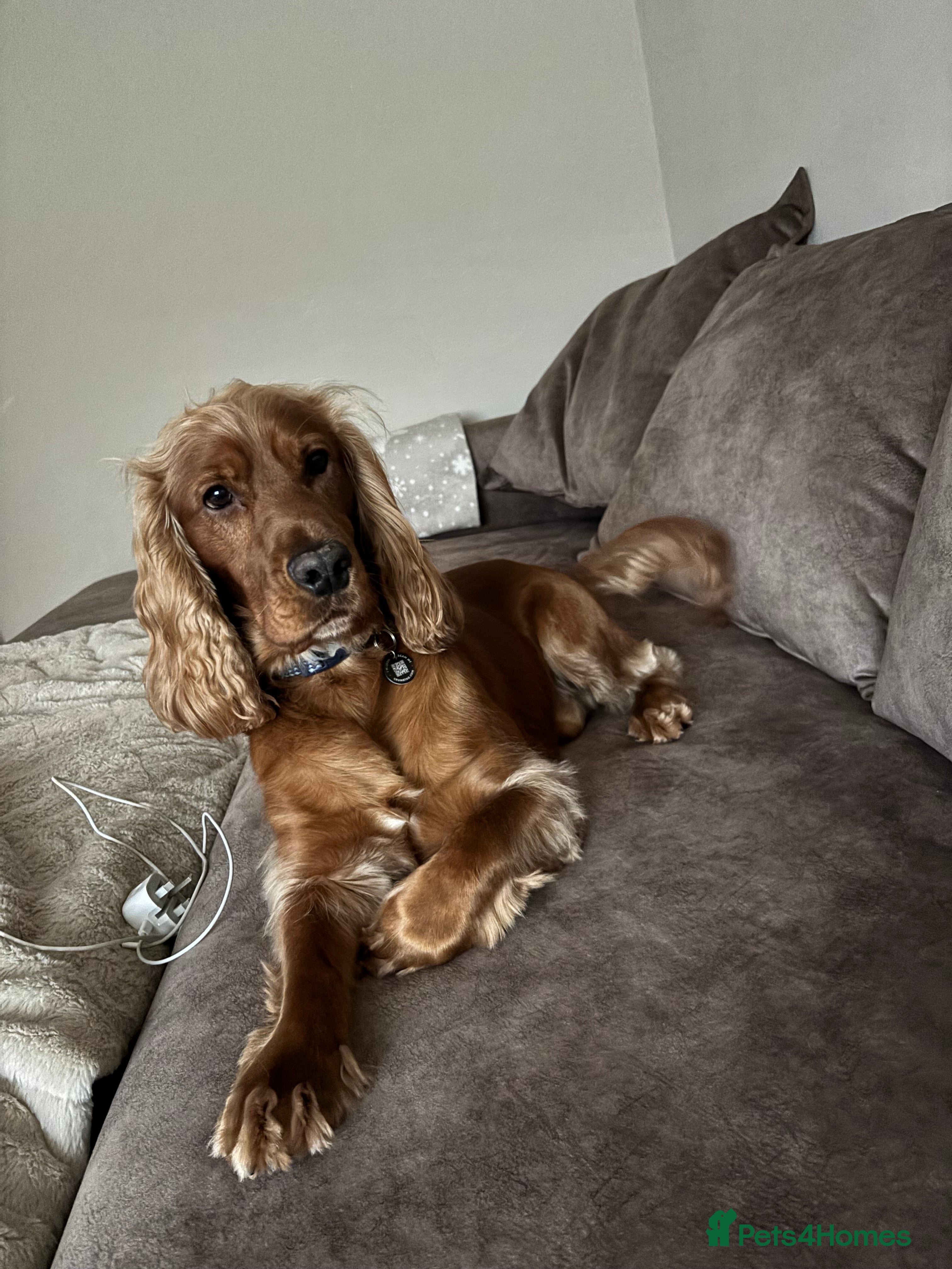 Cocker Spaniel dogs Proven Beautiful cocker stud available ❤️ in Barnsley - Advert 13