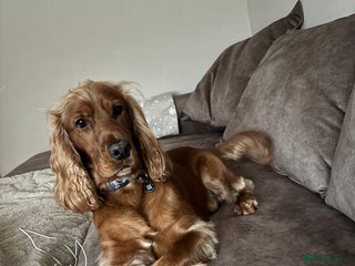Cocker Spaniel dogs Proven Beautiful cocker stud available ❤️ in Barnsley - Advert 16