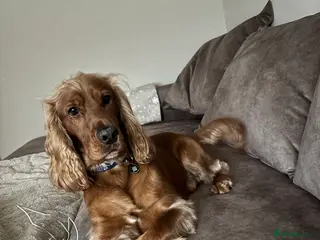 Cocker Spaniel dogs Proven Beautiful cocker stud available ❤️ in Barnsley - Advert 4