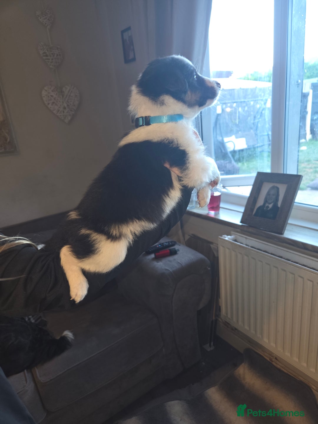 Border Collie dogs for sale: Border collie pups  - Image 9