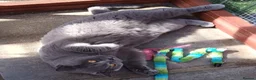 British Shorthair cats for sale: Missy & Cookie - Advert 6