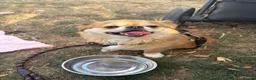 Chihuahua dogs for sale: Male chihuha  in Calne - Advert 2