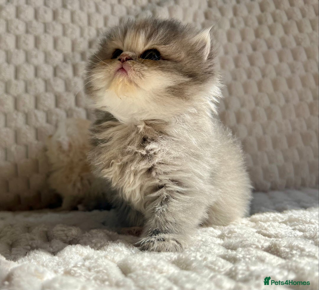 Persian cats for sale: 4 Beautiful Pure Persian Kittens PKD Neg - Image 17