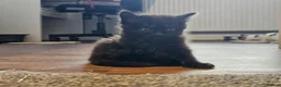 Mixed Breed cats for sale: 4 Gorgeous Kittens in Runcorn - Advert 4