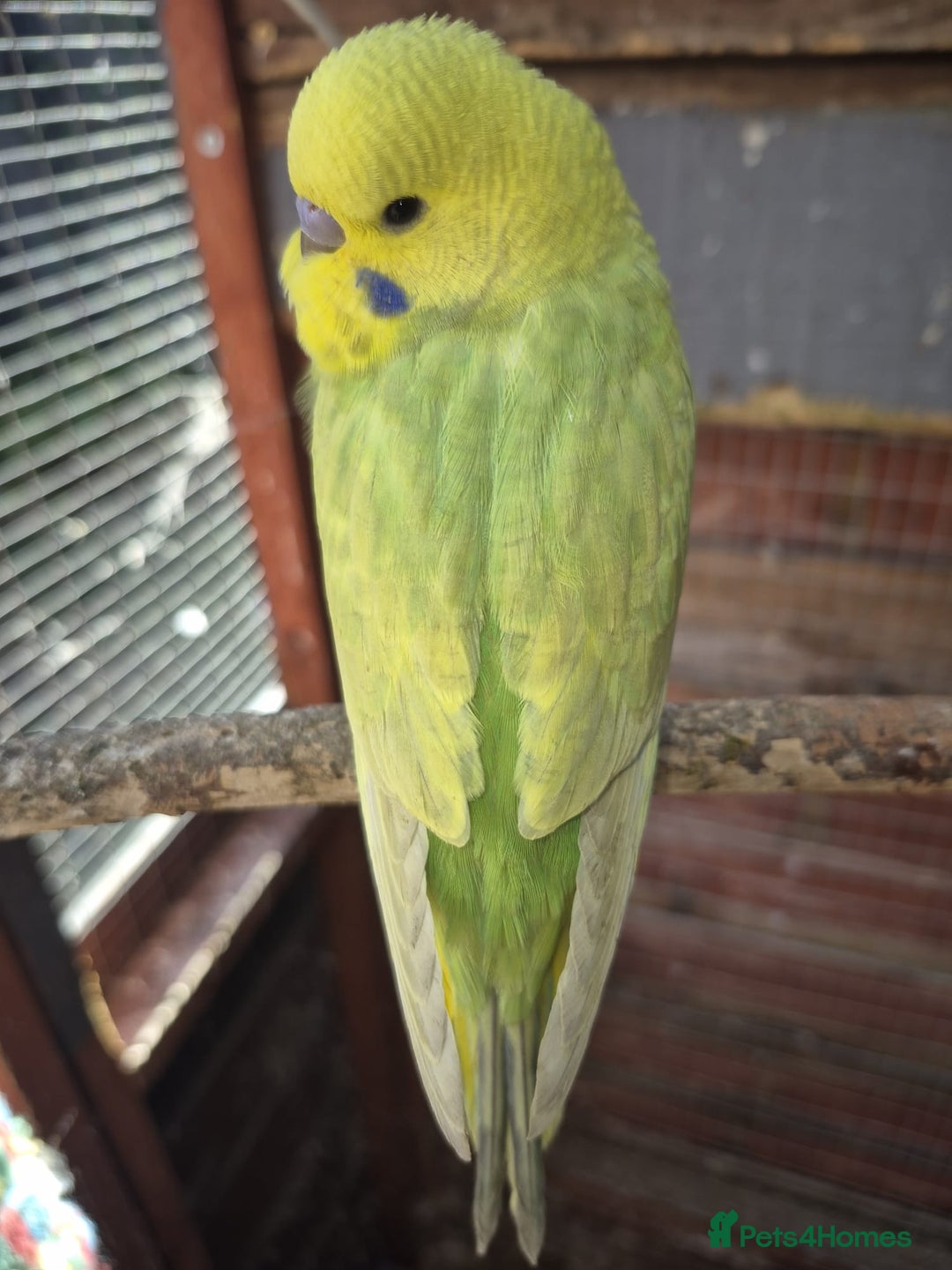 Budgerigars birds for sale:  Young Budgies  - Image 3