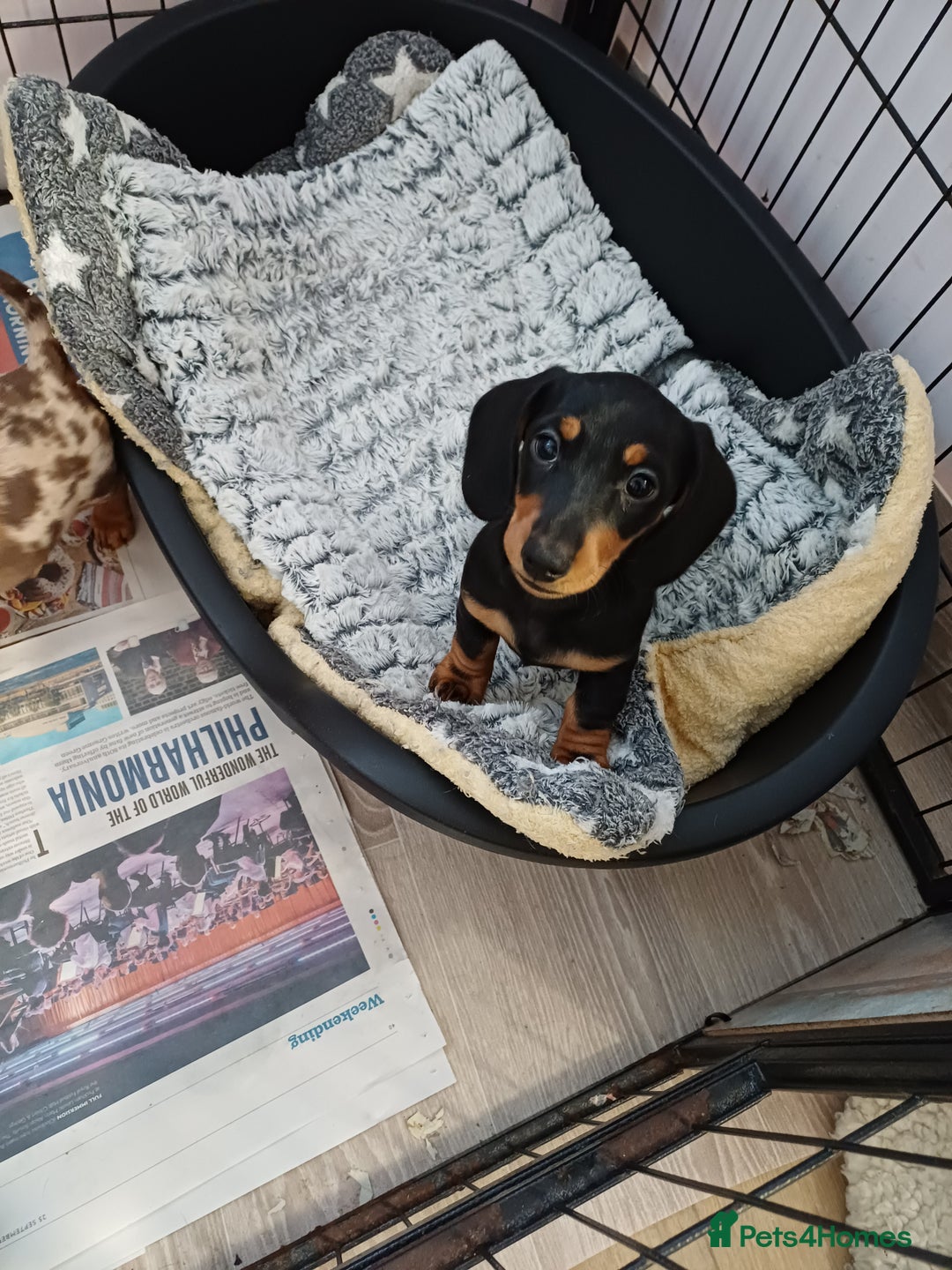 Miniature Dachshund dogs for sale: Mini dax pure bred family pups  - Advert 8