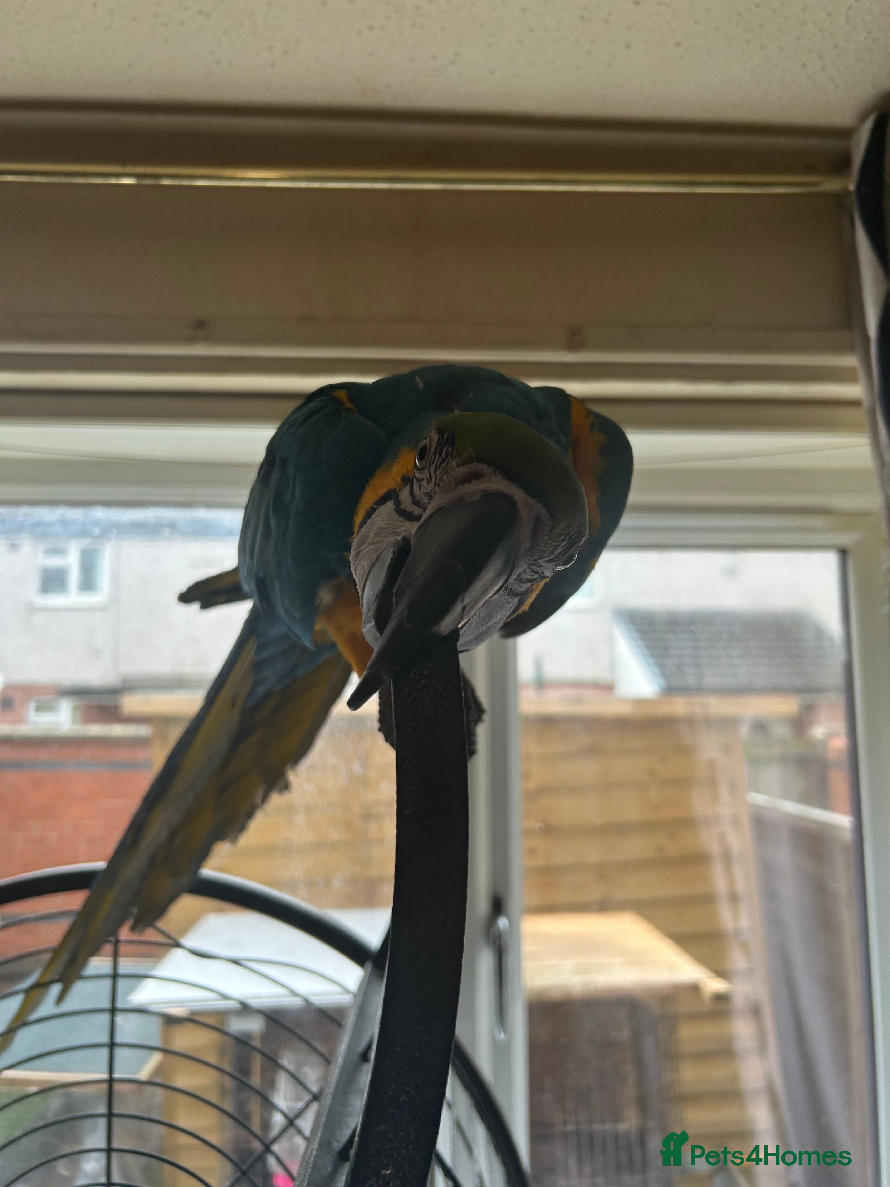 Macaws birds BLUE AND YELLOW MACAW - Advert 1