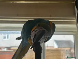 Macaws birds BLUE AND YELLOW MACAW - Advert 1