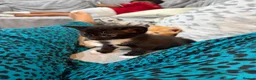 British Shorthair cats for sale: 2 kittens for sale  - Advert 13