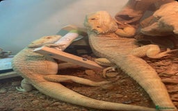 Bearded Dragon reptiles for sale: two bearded dragons for sale  - Image 1