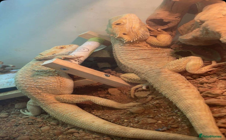 Bearded Dragon reptiles - Advert 8