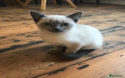 Siamese cats for sale: A litter of 5 beautiful blue eyed Siamese kittens - Image 6