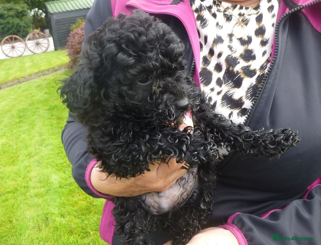 Poochon dogs for sale: POOCHON PUPPIES IN NORTHERN IRELAND - Image 11