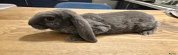 Mixed Breed rabbits for sale: Baby Velveteen lop - Advert 6