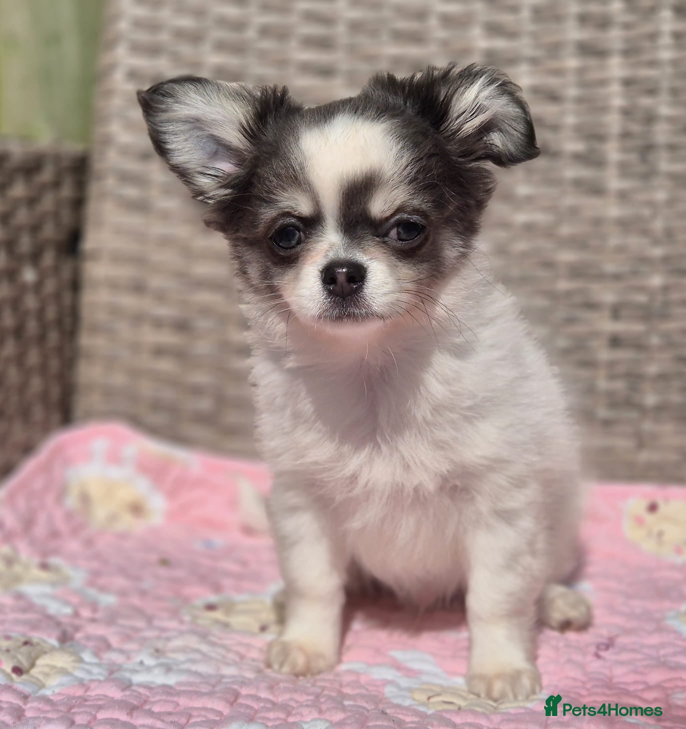 Chihuahua dogs Amazing Longcoat Chihuahua Puppies. READY NOW - Advert 2
