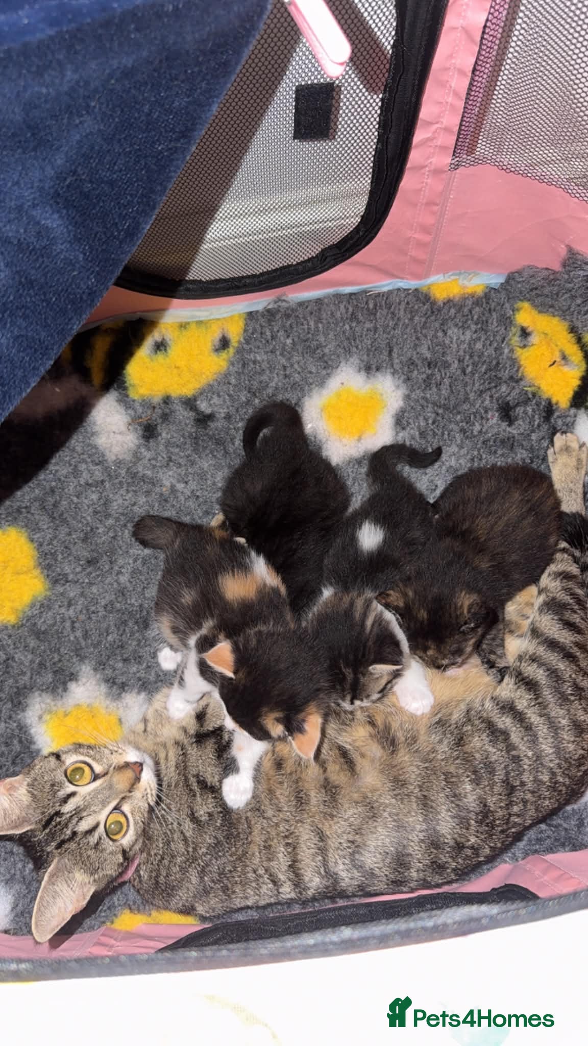 Mixed Breed cats 3 gorgeous female kittens  - Advert 16