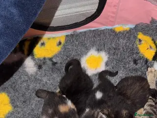 Mixed Breed cats 3 gorgeous female kittens - Advert 1