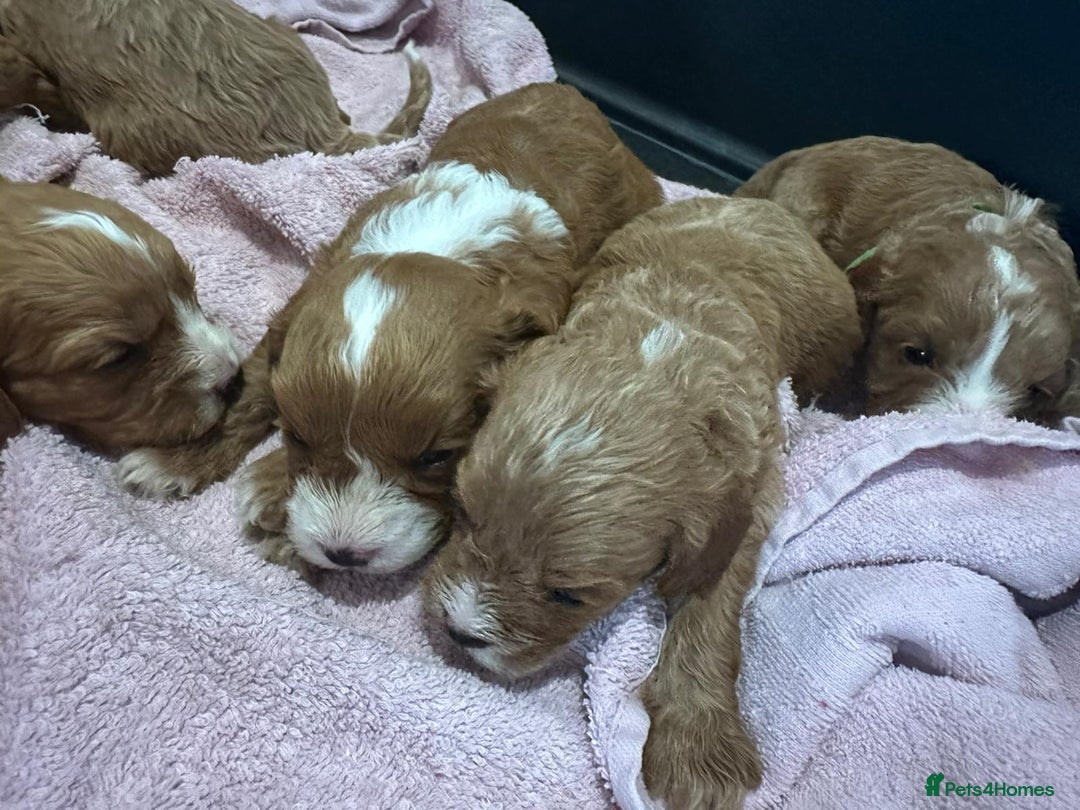 Cavapoo dogs for sale: One girl left has come available  - Image 10