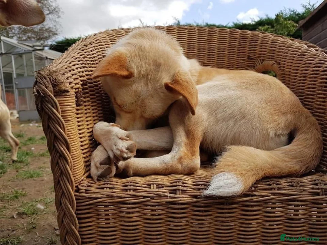 Mixed Breed dogs for adoption: Paddy - Hempnall Norfolk  - Advert 19