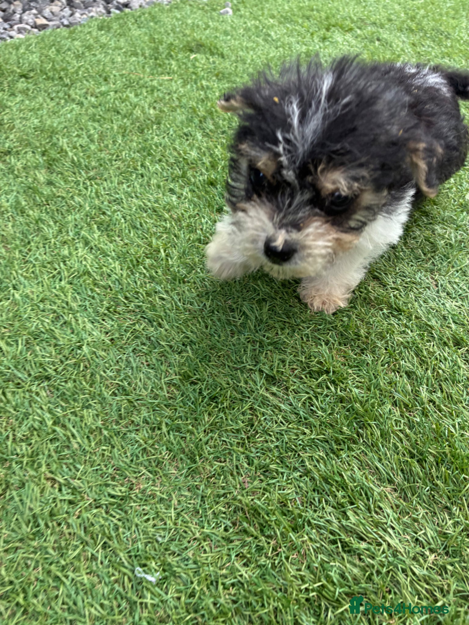 Mixed Breed dogs for sale: Jack Russell x Yorkshire Terrier  - Advert 2
