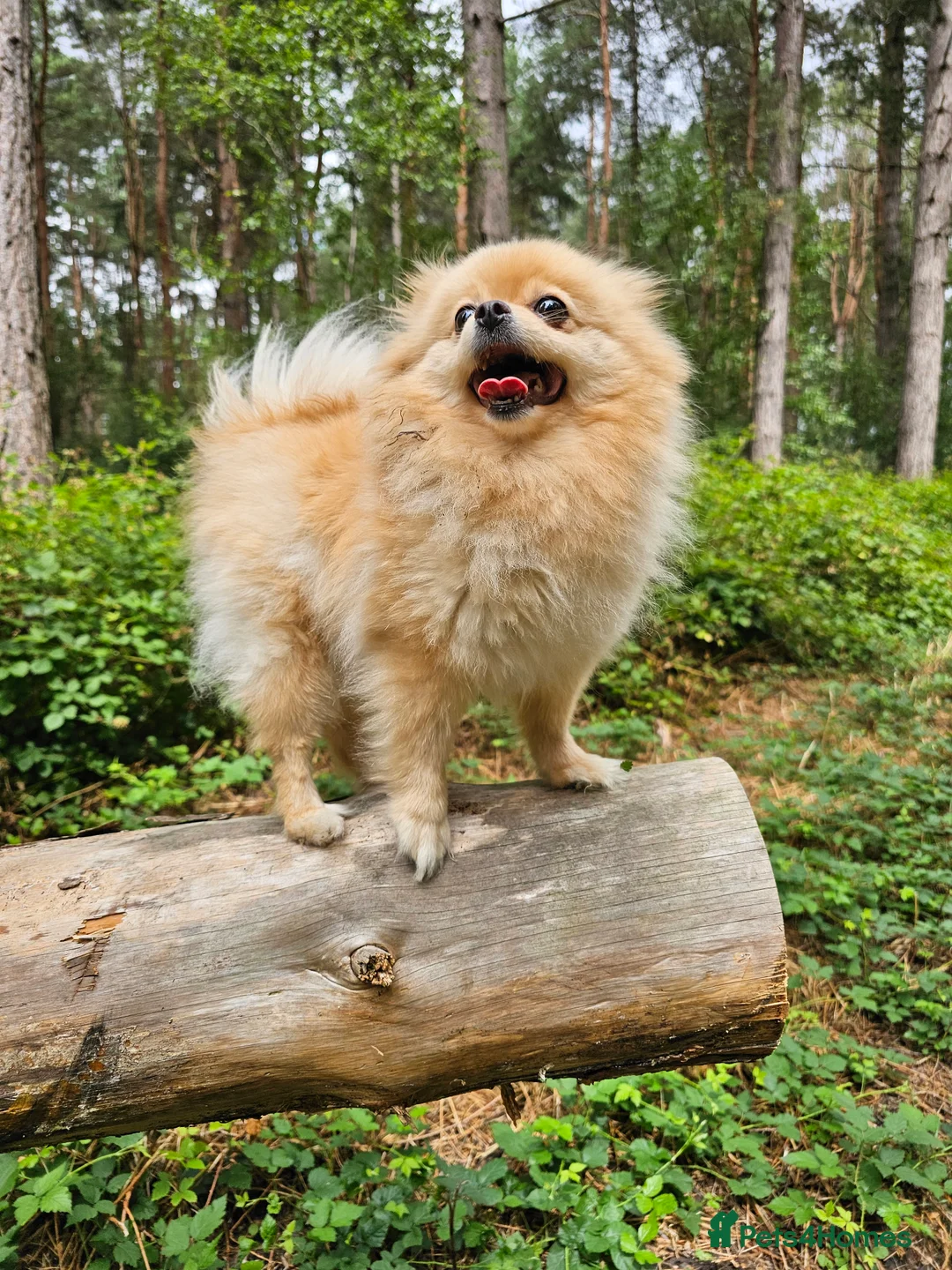 Pomeranian dogs for sale: 4 year old Pomeranian suit retired person  - Advert 2
