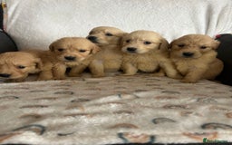 Golden Retriever dogs for sale: Beautiful golden retriever litter 🐶⭐️ - Image 3