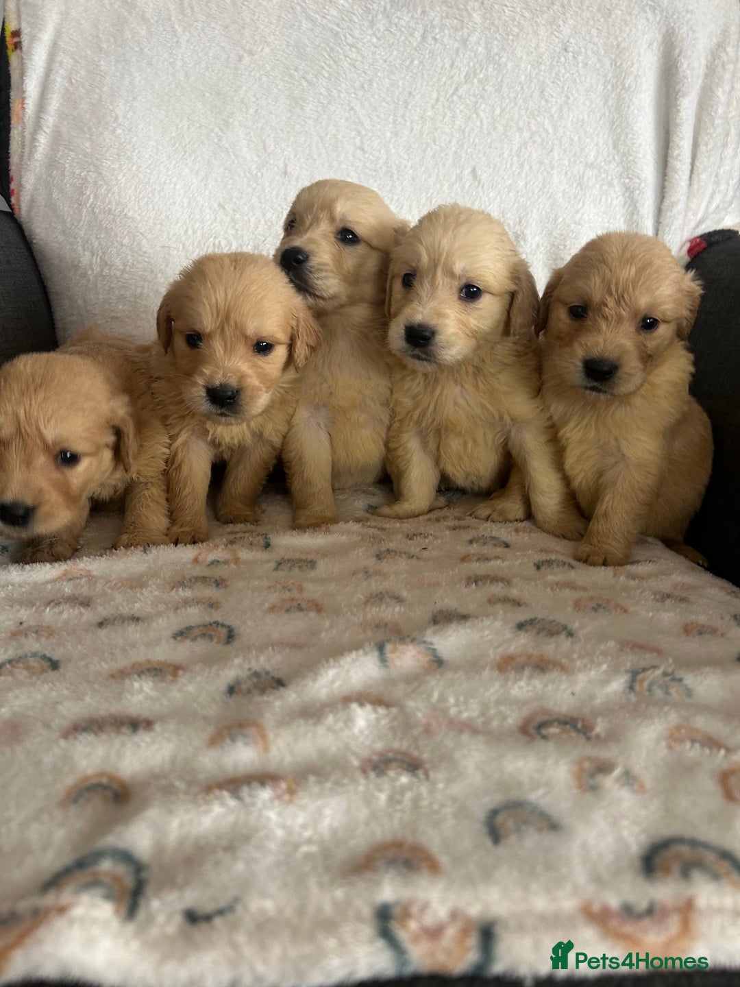 Golden Retriever dogs for sale: Beautiful golden retriever litter 🐶⭐️ - Image 3