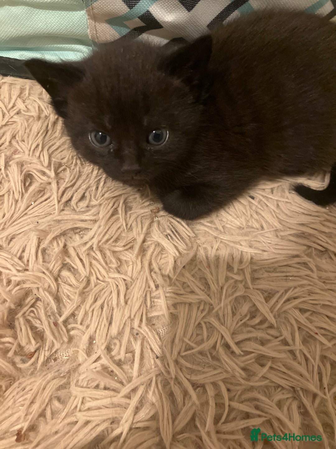 Mixed Breed cats for sale: Bombay Kittens  - Image 6