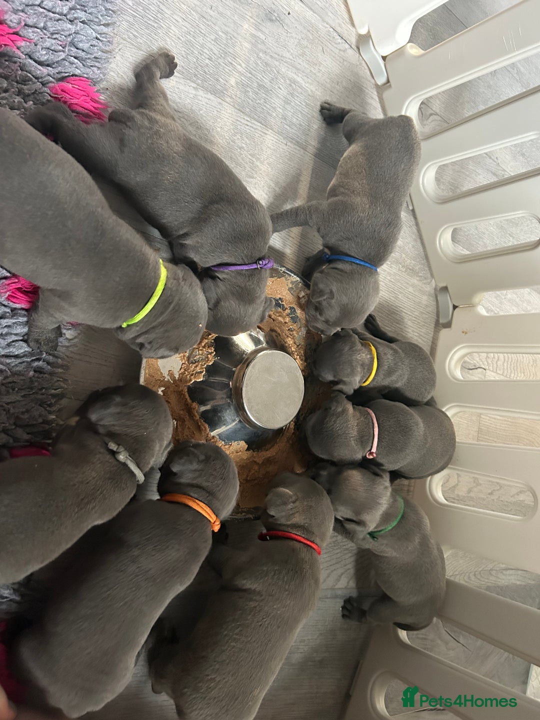 Staffordshire Bull Terrier dogs for sale: 🐾READY TO LEAVE NOW 🐾TOP BLOODLINES BLUE STAFFS - Image 14