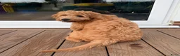 Mini Goldendoodle dogs for sale: READY TO LEAVE - 5* BREEDER & POLICE DOG TRAINER  in Lincoln - Advert 5