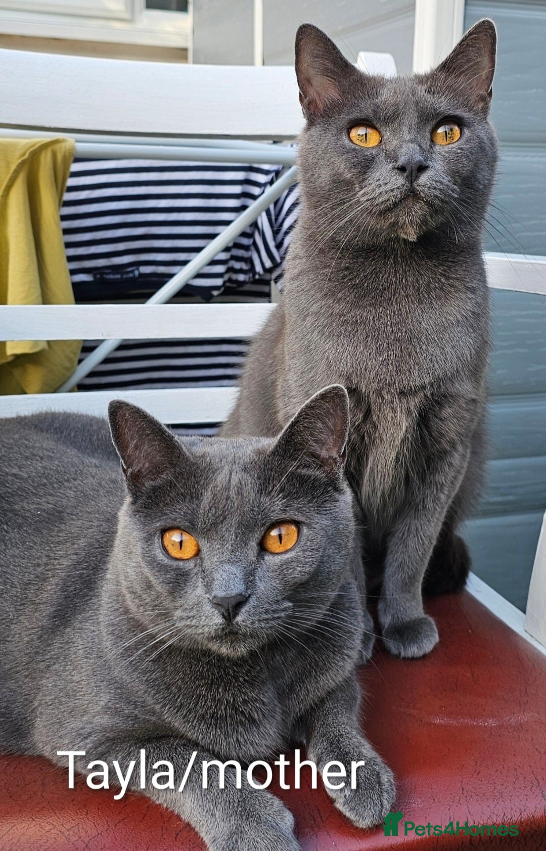 Chartreux cats for sale: 🌟Exclusive GCCF Chartreux Kitten – Elegant Amber - Image 10