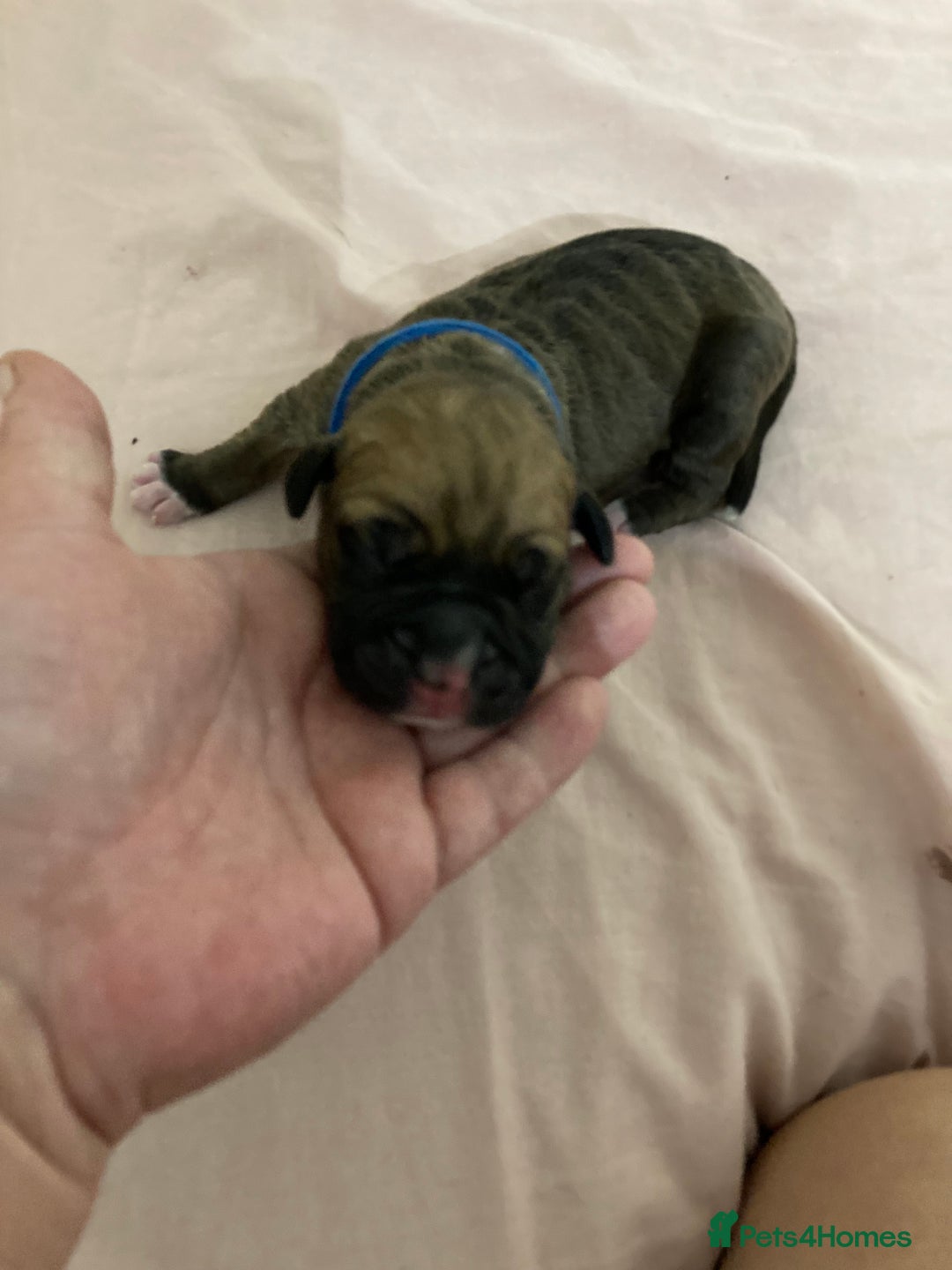 Mixed Breed dogs for sale: Mastiff x Staffy Puppies  - Advert 23