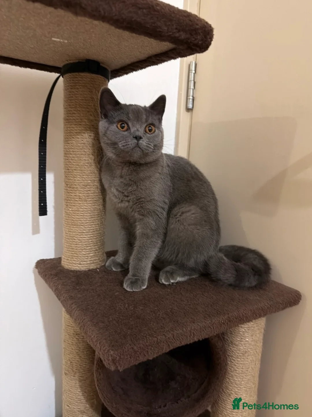 British Shorthair cats for sale: URGENT! British Shorthair to Rehome in Hayes - Advert 1