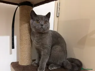 British Shorthair cats URGENT! British Shorthair to Rehome - Advert 1